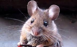 raton.jpg